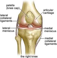 Knee Anatomy