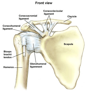 Shoulder Anatomy