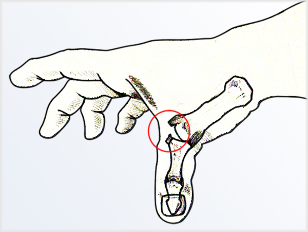 Thumb Anatomy