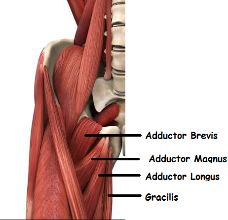 Groin muscles